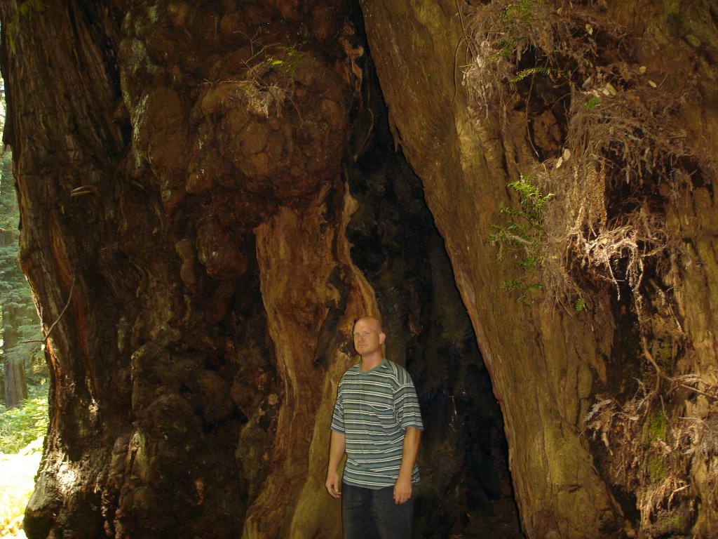 dave redwoods.jpg